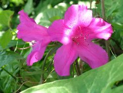azalea-indica-azaleea-indiana