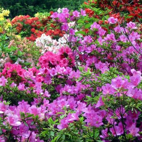 azalea indica 4 - azaleea indiana
