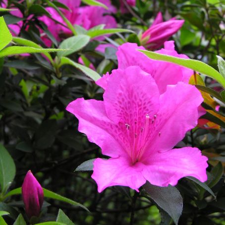 azalea indica 3 - azaleea indiana