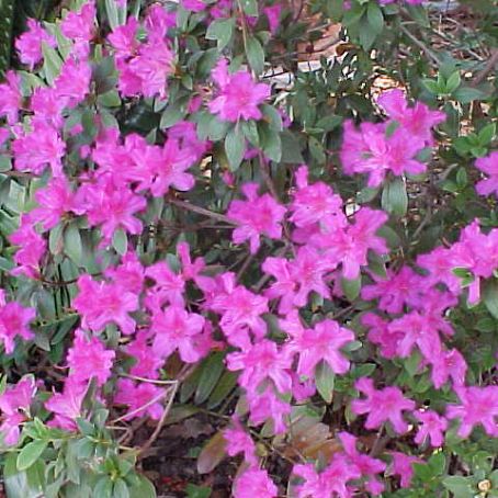 azalea indica 1 - azaleea indiana