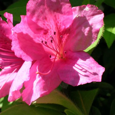 azalea indica 5 - azaleea indiana