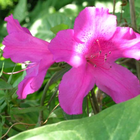 azalea indica 2 - azaleea indiana