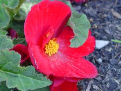 begonia-begonia