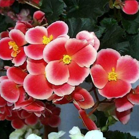 begonia 1 - begonia