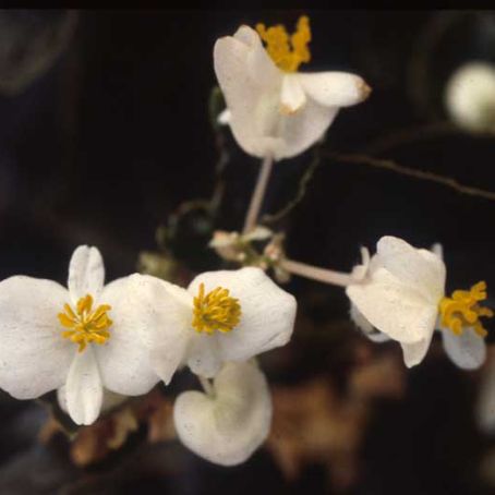 begonia 2 - begonia