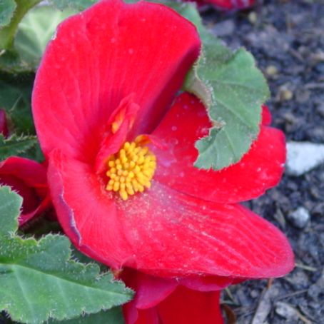 begonia 3 - begonia