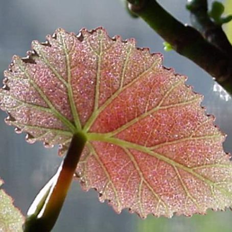 begonia 5 - begonia