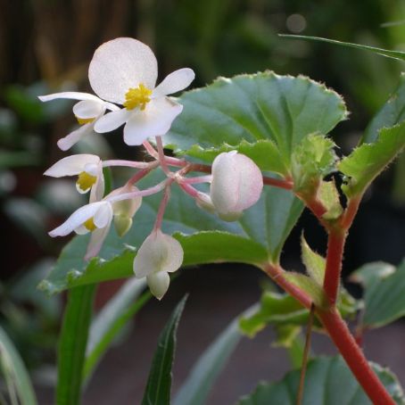 begonia 4 - begonia