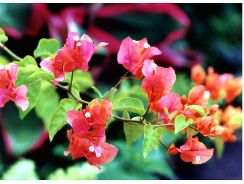 bougainvillea-bughenvilea