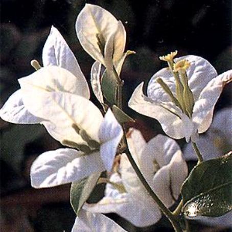 bougainvillea 5 - bughenvilea