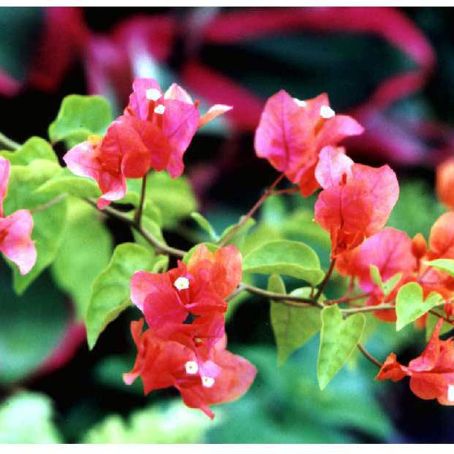 bougainvillea 2 - bughenvilea