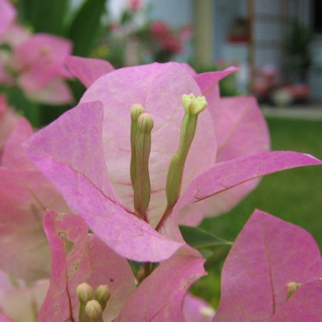 bougainvillea 3 - bughenvilea