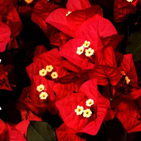 bougainvillea 4 - bughenvilea