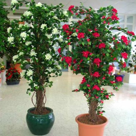 bougainvillea 1 - bughenvilea