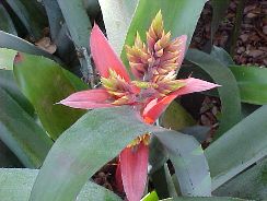 bromelia-bromelia