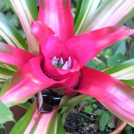 bromelia 1 - bromelia