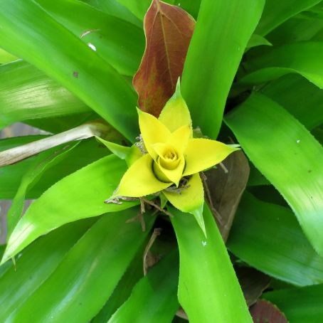 bromelia 3 - bromelia