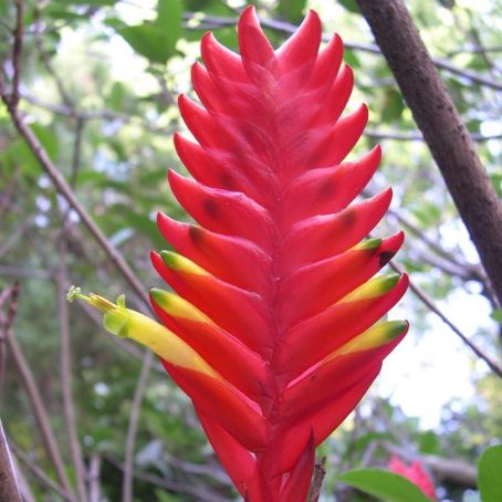 bromelia 5 - bromelia