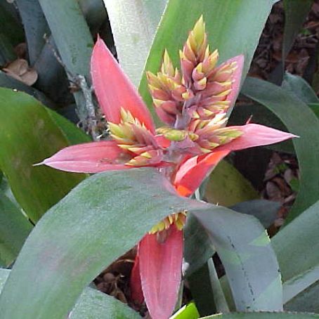 bromelia 2 - bromelia