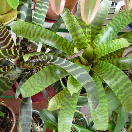 bromelia 4 - bromelia