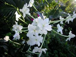 brunfelsia-brunfelsia