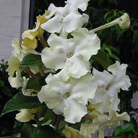 brunfelsia 3 - brunfelsia