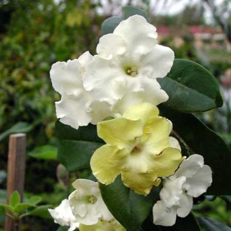 brunfelsia 1 - brunfelsia