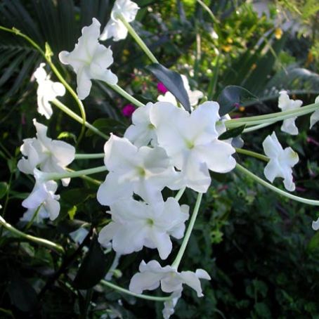 brunfelsia 2 - brunfelsia
