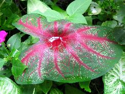 caladium-caladium