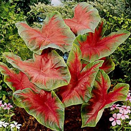 caladium 3 - caladium