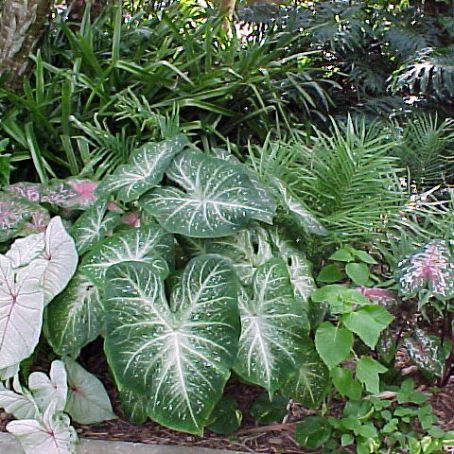 caladium 1 - caladium