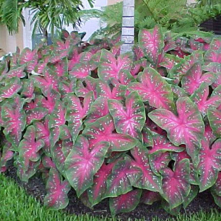 caladium 4 - caladium