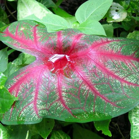 caladium 5 - caladium