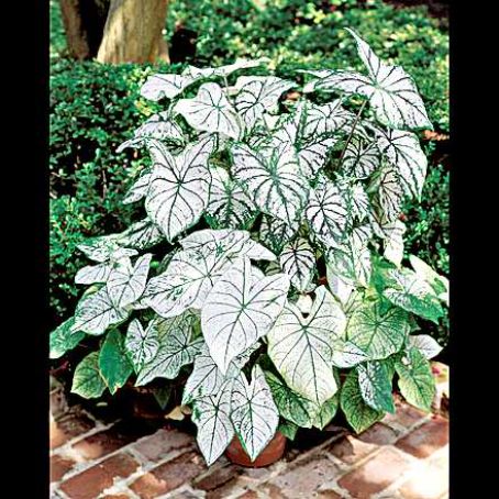 caladium 2 - caladium
