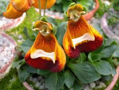 calceolaria-papucii-doamnei