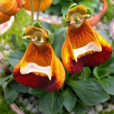 calceolaria 4 - papucii doamnei