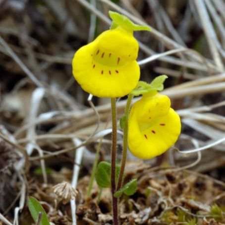 calceolaria 5 - papucii doamnei