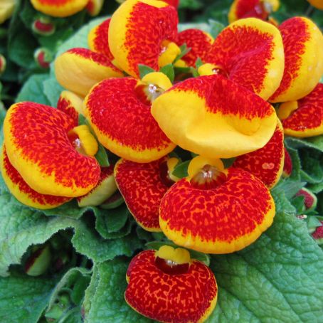calceolaria 1 - papucii doamnei