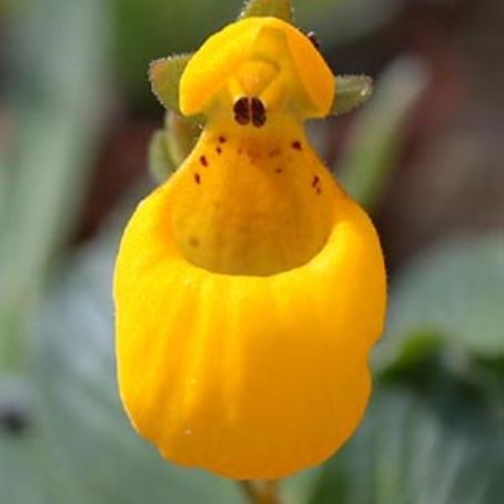 calceolaria 3 - papucii doamnei