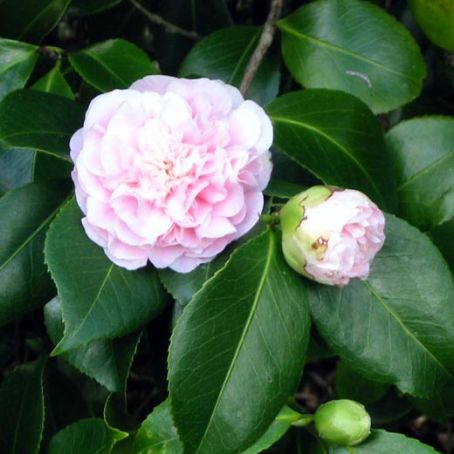 camellia 4 - camelia