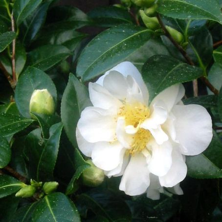 camellia 2 - camelia