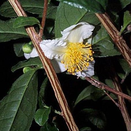 camellia 3 - camelia