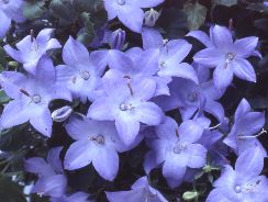 campanula-clopotei