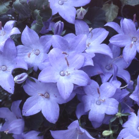 campanula 4 - clopotei