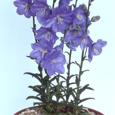 campanula 2 - clopotei