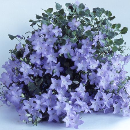 campanula 5 - clopotei