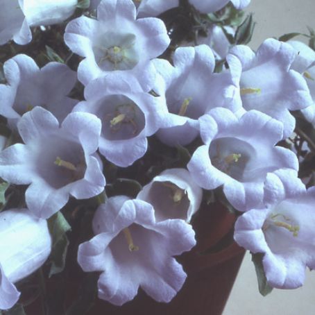 campanula 1 - clopotei