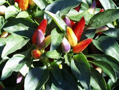 capsicum-ardei