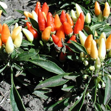 capsicum 2 - ardei