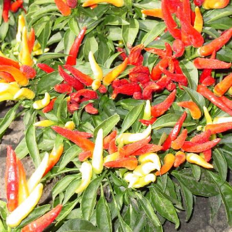 capsicum 5 - ardei